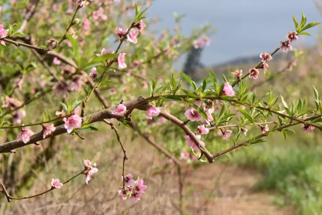 Peach branch in full pink blossom in an orchard